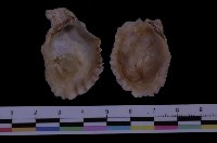 藏品(黃金牡蠣)的圖片